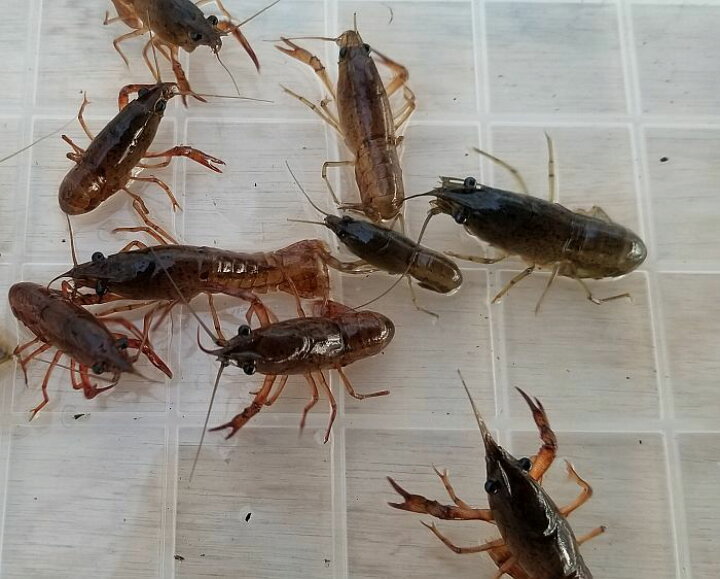 楽天市場 クール宅急便 活エサ ザリガニ Sサイズ 3cm 5cm 10匹セット 釣りえさ 釣り餌 活えさ 生き餌 生餌 エサ えさ 餌 色揚げ 観賞魚 活えさ 下総ファーム