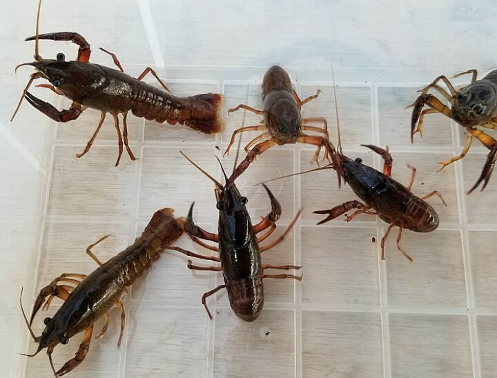 楽天市場 活エサ ザリガニ Mサイズ 5cm 7cm 10匹セット 釣りえさ 釣り餌 活えさ 生き餌 生餌 エサ えさ 餌 色揚げ 観賞魚 活えさ 下総ファーム