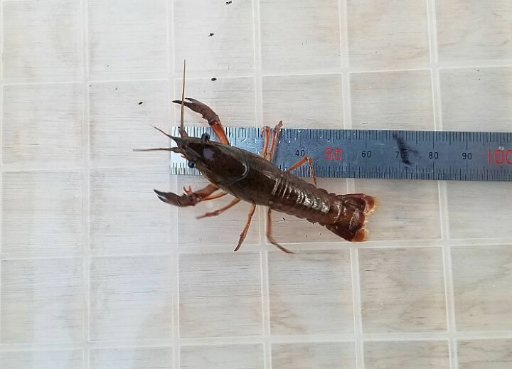 楽天市場 活エサ ザリガニ Mサイズ 5cm 7cm 50匹セット 釣りえさ 釣り餌 活えさ 生き餌 生餌 エサ えさ 餌 色揚げ 観賞魚 活えさ 下総ファーム