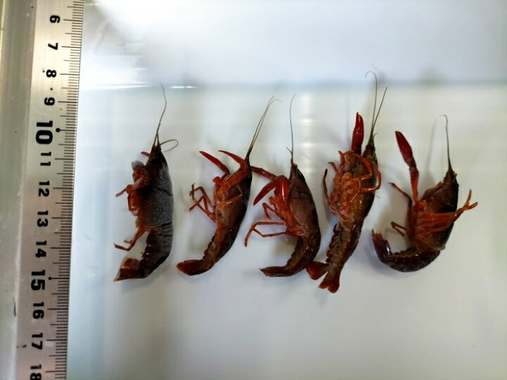 市場 冷凍 活えさ 500g ザリガニ クール宅急便ざりがに 6cm 8cm 生き餌 Lm Lサイズ 釣りえさ