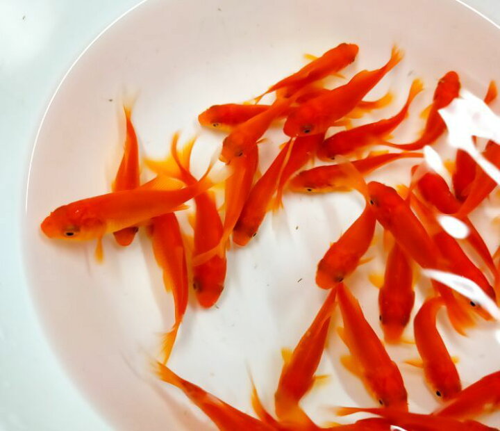 楽天市場 金魚 別下 5cm 6cm 50匹 エサ用金魚 千葉県産 観賞魚 活えさ 下総ファーム