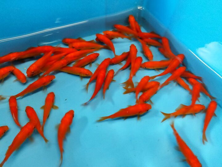 (金魚) 小赤(3cm-4cm) 100匹 エサ用金魚 千葉県産 観賞魚 活えさ 下総ファーム (金魚) 小赤(3cm-4cm) 100匹 エサ用金魚 千葉県産
