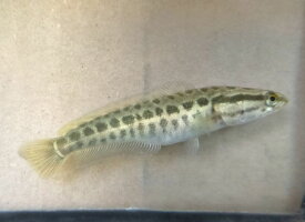 （川魚）ライギョ 稚魚1匹