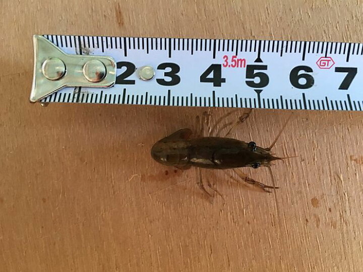 最大91％オフ! 下総ファーム 活エサザリガニ Lサイズ 8cm-9cm 30匹 www.plantan.co.jp - Compass1554883417