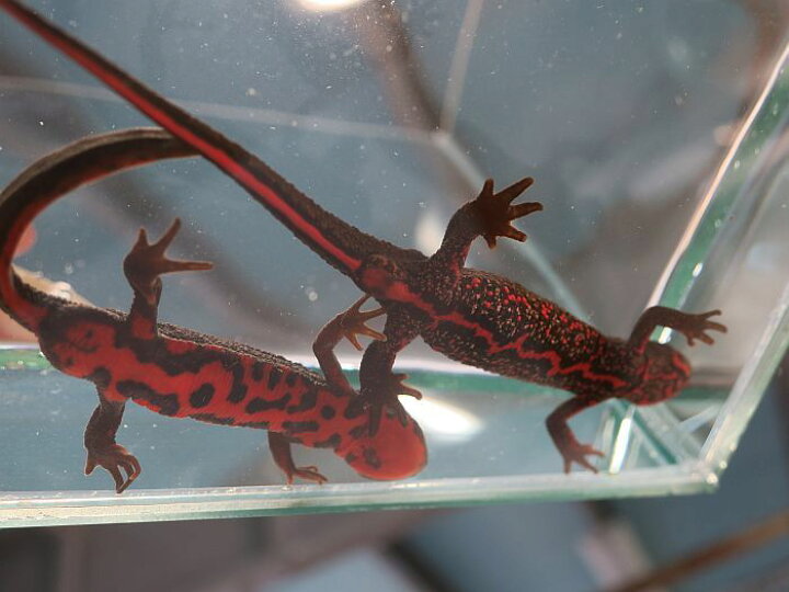 楽天市場 アカハライモリ 千葉産 1ペア 観賞魚 活えさ 下総ファーム