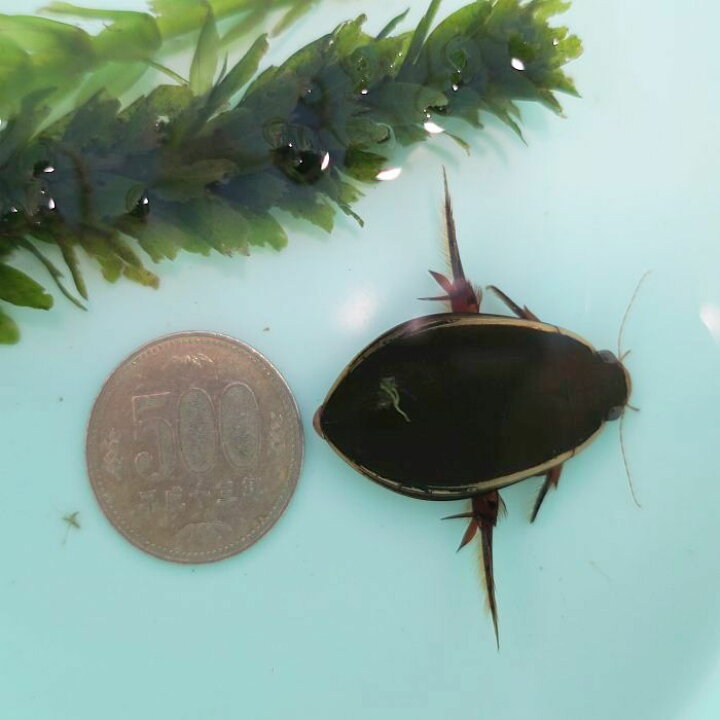 楽天市場 ゲンゴロウ オオゲンゴロウ 22年新成虫 岩手産 メス1匹 観賞魚 活えさ 下総ファーム 楽天市場 ゲンゴロウ オオゲンゴロウ 22年新成虫 岩手産 メス1匹 観賞魚 活えさ 下総ファーム
