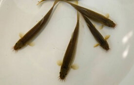 （淡水魚）ヒメドジョウ 4cm-7cm 5匹