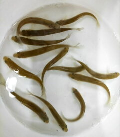【活エサ】川魚ミックス（6cm-10cm) 30匹 千葉県産