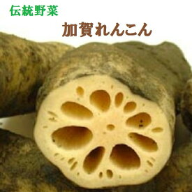 【縁起食材】加賀 野菜 伝統野菜 加賀れんこん 約1kg　2kg　5kg　澱粉質が多いため、粘りが強く、もっちりとした食感が特徴です。北陸の銘品　煮物・酢の物・天ぷら料理に 送料無料