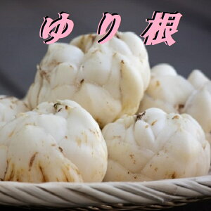 HށNNnԌ ƂĂMdȖ؉h{y荪z5ʁ@Y pHށ@NHށ@qɉh@ƒ~@g˂̏ے@Z̏ے@@{