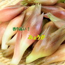 高知県産みょうがたっぷり！約1kg入り今なら甘酢1袋も付いています！ハウス栽培から露地栽培まで通年栽培！