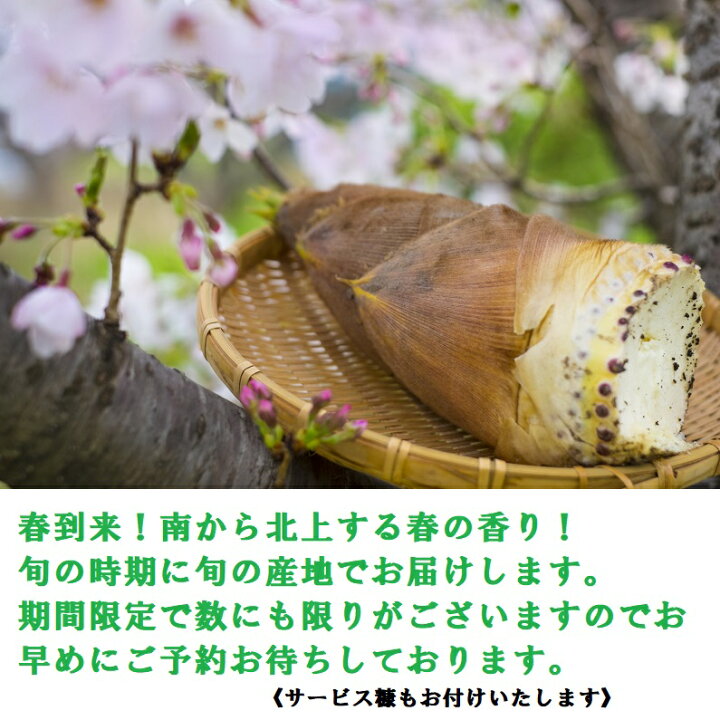楽天市場 国産 生たけのこ３本 新筍 サ ビス糠付き 煮物に 筍ご飯に 旬の竹の子を厳選 徳島 三重桑名 福岡 他 ４月初旬頃から予定 福井くいしんぼ楽天市場店