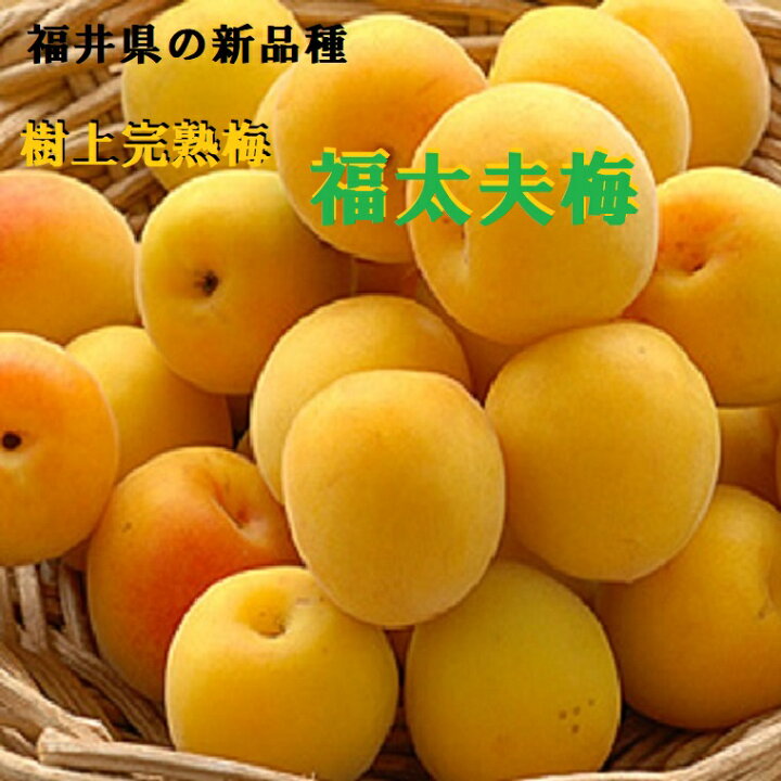 楽天市場】《福井県 完熟梅》【福太夫梅】ふくだゆううめ 秀品☆約 