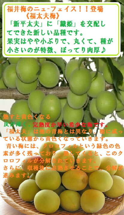 楽天市場】《福井県 完熟梅》【福太夫梅】ふくだゆううめ 秀品☆約 