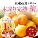 《福井県》木成り完熟梅【新平太夫梅】秀品　L〜2Lサイズ約3K入り【送料無料】南高梅・青梅・ 生梅・樹上完熟梅・完熟梅 ランキングお取り寄せ