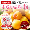 【予約】《福井県》木成り完熟梅【新平太夫梅】秀品　L〜2Lサイズ約5K箱【送料無料】南高梅・青梅・ 生梅・樹上完熟梅・完熟梅 ランキングお取り寄せ