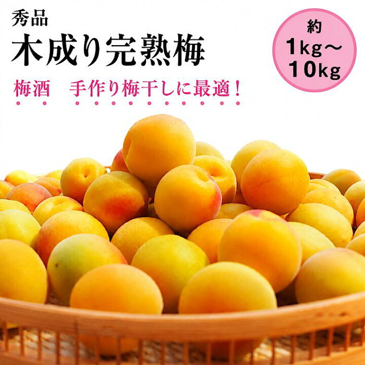 楽天市場】残りわずか！木成り完熟梅【新平太夫梅 秀品 生梅約1kg 
