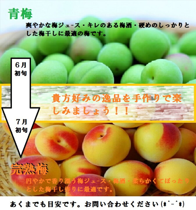 楽天市場】【送料無料】和歌山紀州みなべ南高梅約10K箱Lサイズ以上 
