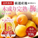 【予約】《福井県》木成り完熟梅【新平太夫梅】秀品L〜2Lサイズ約10K箱【送料無料】南高梅・青梅・ 生梅・樹上完熟梅・完熟梅 ランキングお取り寄せ