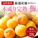 《福井県》木成り完熟【新平太夫梅】秀品L〜2Lサイズ約2K入り⇒【送料無料】南高梅・青梅・ 生梅・樹上完熟梅・完熟梅 ランキングお取り寄せ