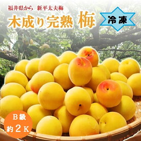 送料無料【冷凍梅】福井県木成り完熟梅　B級品袋入り約2Kg～約8Kg食品ロス企画　ちょっと訳・傷あり　冷凍 無選果 梅 樹上完熟梅 完熟梅 冷凍梅 梅酒 梅ジュース 梅ジャム 梅ピューレ 梅シロップ手作り