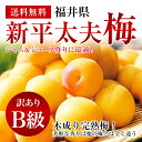 《予約承り中》木成り完熟【新平太夫梅】　タップリ5KB級品ちょっと訳・傷あり【無選果】【送料無料】 ランキングお取り寄せ