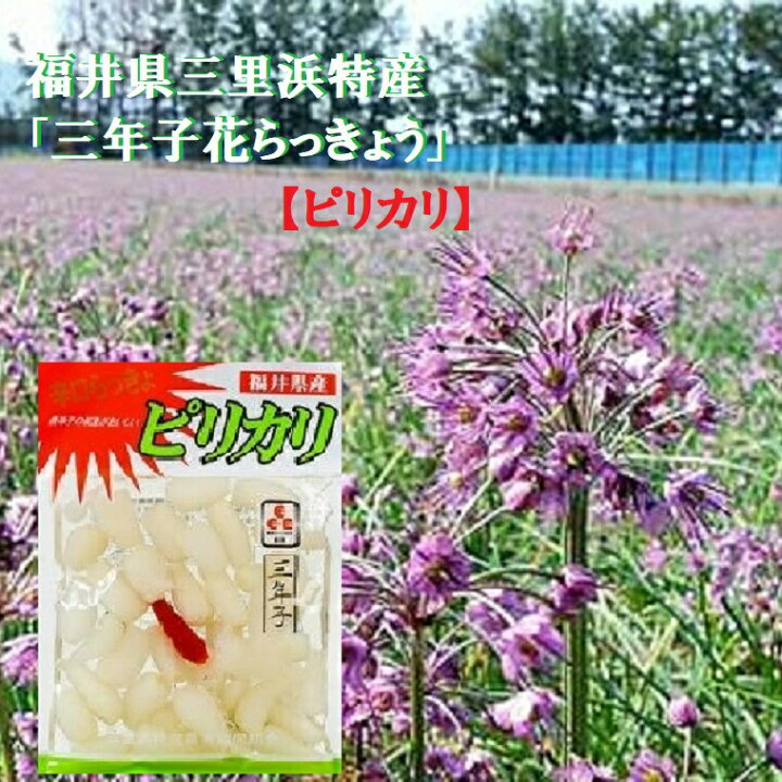 楽天市場 福井県三里浜 三年子花らっきょう ピリカリ 100g入り ５袋セットピリ辛ラッキョウ漬け 漬物 ラッキョウ らっきょう漬 らっきょう甘酢漬 送料無料 福井くいしんぼ楽天市場店