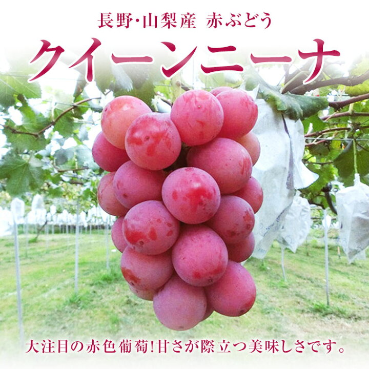 楽天市場 国産大粒赤色ぶどう クイーン二ーナ 1パック約１５０ｇ ２００ｇ入り ３ｐ 山梨 長野県産 葡萄希少で話題沸騰の赤いぶどうです 赤ブドウ 赤色葡萄 赤葡萄 福井くいしんぼ楽天市場店