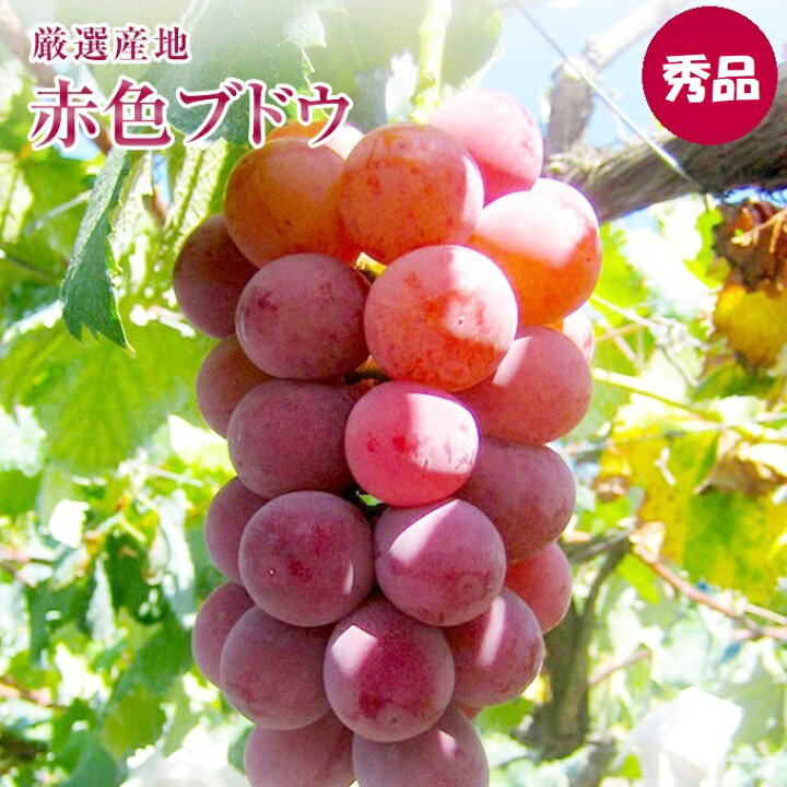 楽天市場 送料無料 国産大粒ぶどう 山梨 長野他産地厳選 甲斐路 ゴルビ ベニイズ クインニーナ 等赤色大粒ブドウ 最高級３房化粧箱９月中旬ごろからの予定です希少で話題沸騰の赤いぶどうです 赤ブドウ 赤色葡萄 赤葡萄 福井くいしんぼ楽天市場店