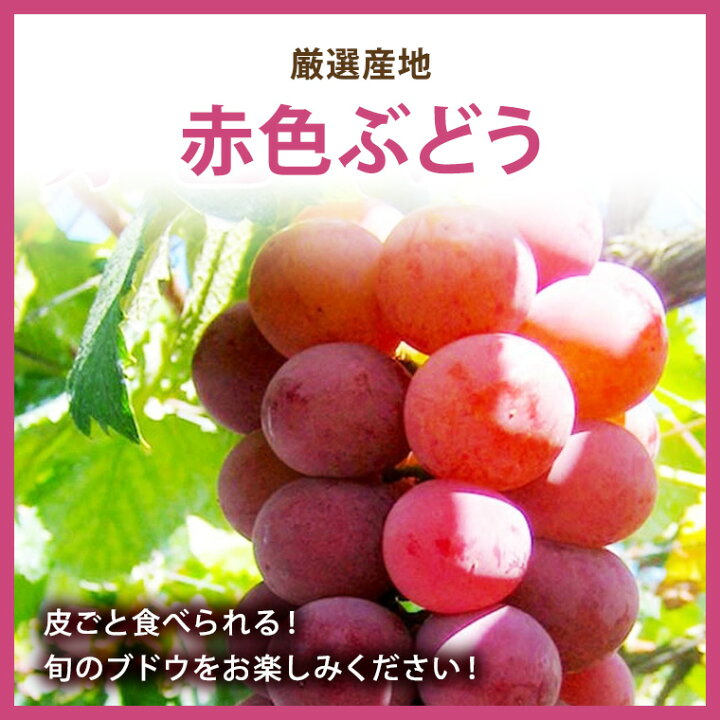 楽天市場 送料無料 国産大粒ぶどう 山梨 長野他産地厳選 甲斐路 ゴルビ ベニイズ クインニーナ 等赤色大粒ブドウ 最高級３房化粧箱９月中旬ごろからの予定です希少で話題沸騰の赤いぶどうです 赤ブドウ 赤色葡萄 赤葡萄 福井くいしんぼ楽天市場店