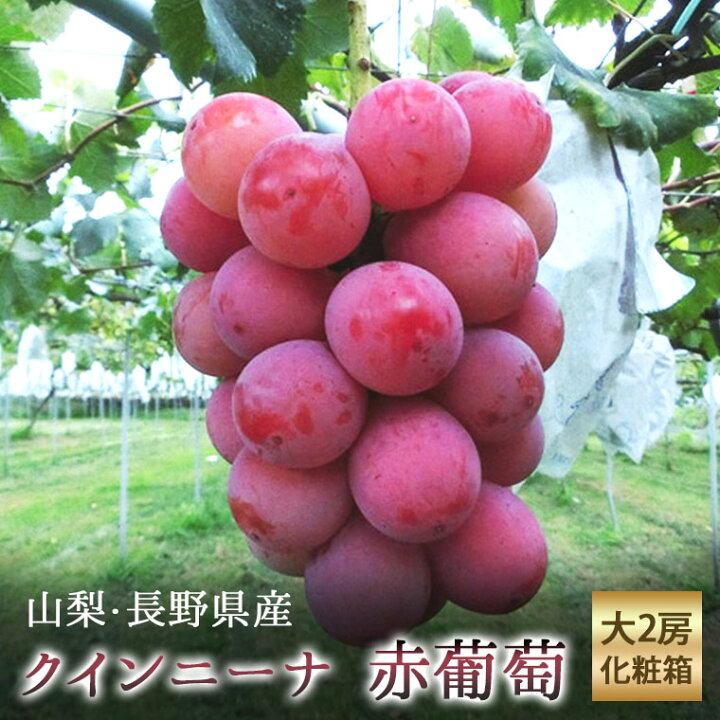 楽天市場 国産大粒ぶどう クイーン二ーナ 葡萄大２房化粧箱 山梨 長野県産 送料無料クール便 希少で話題沸騰の赤いぶどうです 赤ブドウ 赤色葡萄 赤葡萄 福井くいしんぼ楽天市場店