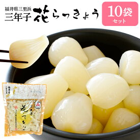 福井特産品セット【お取り寄せグルメ】福井県三里浜「三年子花らっきょう」10袋セットお土産 特産物 お取り寄せギフト 贈答　漬物　ラッキョウ　らっきょう漬　着色料・化学調味料・保存料無添加 国産 甘酢漬け ⇒送料無料