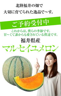 楽天市場 赤肉メロン 福井県産マルセイユメロン 花咲紅姫メロン 2lサイズ以上 3玉化粧箱ギフト 父の日 贈り物6月中旬頃から予定 福井 くいしんぼ楽天市場店 楽天市場 赤肉メロン 福井県産マルセイユメロン 花咲紅姫メロン 2lサイズ以上 3玉化粧箱ギフト 父の日 贈り物6月中旬頃から予定 福井 くいしんぼ楽天市場店