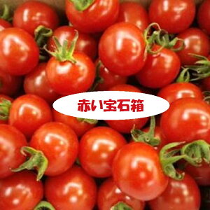真っ赤な宝石!ミニトマト 赤いたまたまがギッシリ!愛知・和歌山・岐阜他厳選産地 送料無料