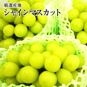 Y嗱ԂǂyVC}XJbg1[pbNz2pbNE3pbNE@E䒆@hV̓EMtgEފ݁EEv[gX