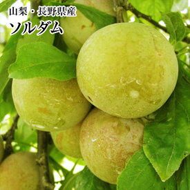 楽天市場 果物 ソルダムの通販