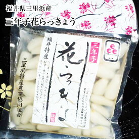 らっきょう　福井県三里浜「三年子花らっきょう」20袋入り箱漬物　ラッキョウ　らっきょう漬　送料無料