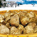 上庄里芋約1・5Kg箱　福井県特産 期間限定 縁起野菜 送料無料 奥越里芋 福井ブランド里芋 かみしょうさといも　越前里…
