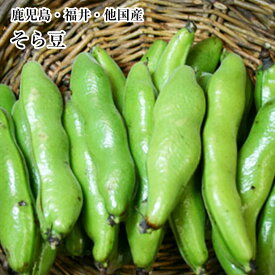 空豆　一寸豆 約1.5kg箱　鹿児島・福井県他　国産送料無料　3月初旬頃から予定