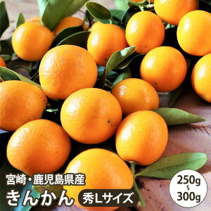 ~@NHށ@{EY 񂩂  y250gpbN×3pbNz Ε B  {  Mtg  v[g j oYj t[cMtg