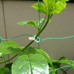 eNmxCYUƂ^b`yO[J[eɍœKz|p֗Nbv()20/pbNTWCCAGL-W0-20