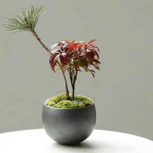 Leaf88Aؔ3a10x7cm3O[{O͓