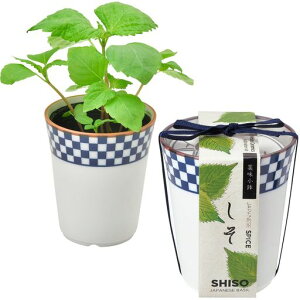 V|ʔNƒ؉ȒP͔|LbgĂV\tn[u؍͔|Zbg(R/H)̌a7cmt򖡏̓v[gaGD[75801