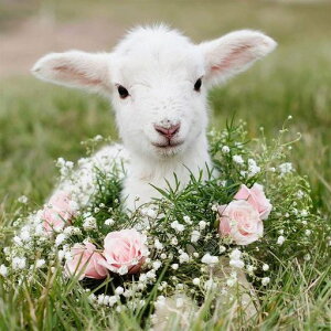 DIYNXXeb`Lbg_ChG5DhLbgAȗr̉WOWDECORthDIY_ChA[gyCgG(r)