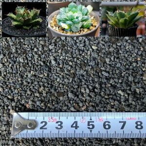 LeapRaupeyς݁zxmϐΉύ1L