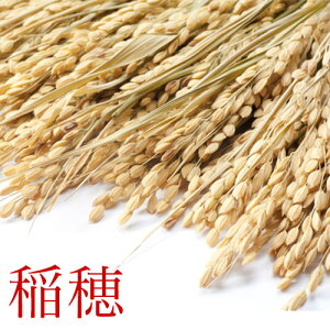 新米!2025年産【 稲穂 いなほ 稲 5束/約500本】 いね わら しめ縄 正月飾り インテリア ディスプレイ 料理のお飾り イベント 撮影 はぜ掛け 稲 イネ ワラ 信州産 inaho ine