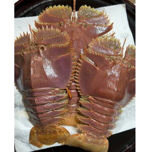 Y@킦с@@ܓ񓇎Y@dʁ@500g