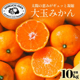 【大玉サイズ限定】五代目が厳選した愛媛みかん 10kg【送料無料】【創業108年 愛媛みかんの老舗】【農家直送】新口農園 家庭用 愛媛県 西宇和 八幡浜 川上みかん 愛媛みかん 温州みかん みかん L 2L 3L