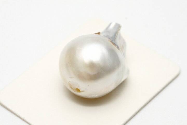 楽天市場】南洋白蝶真珠パールルース 両穴 21×15mm ホワイトカラー 