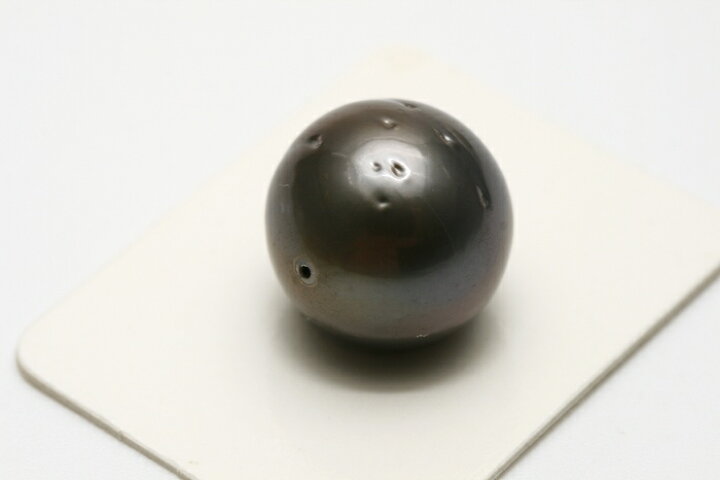 楽天市場】タヒチ黒蝶真珠パールルース 両穴 15mm ブラックカラー 